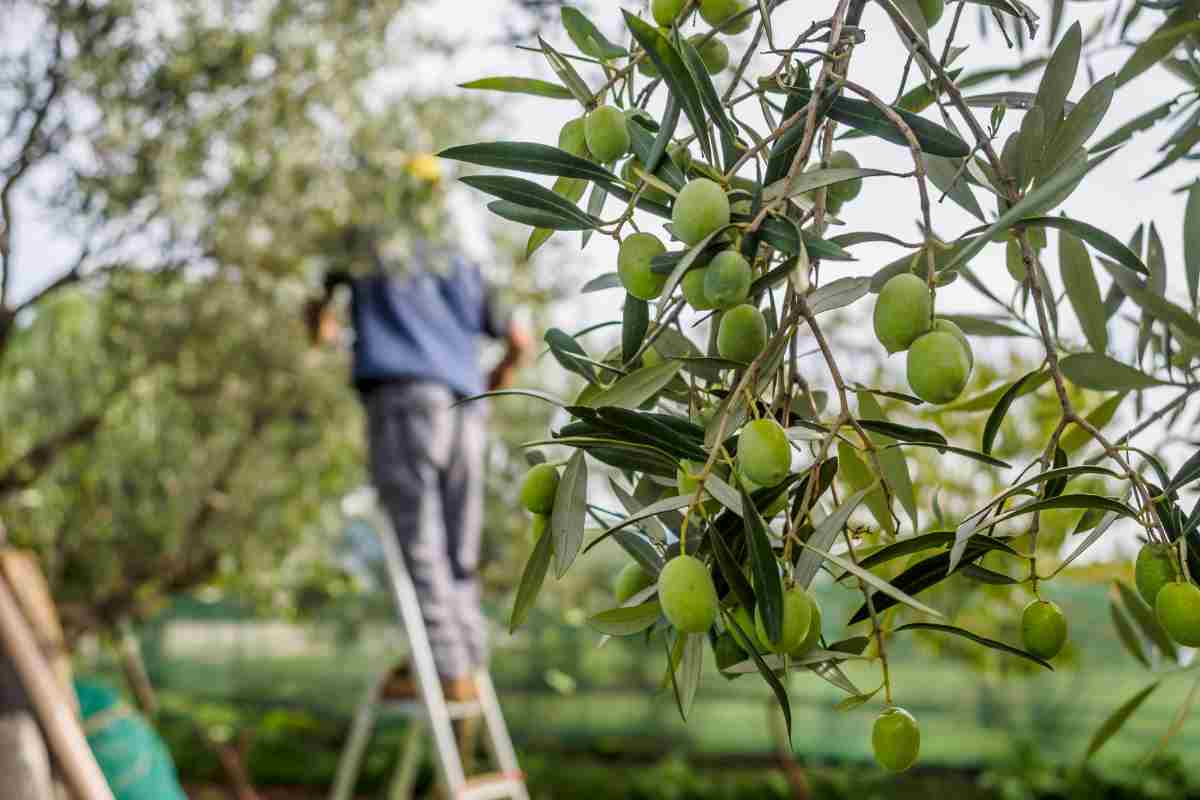 Raccolta olive comunali Ascoli Piceno 