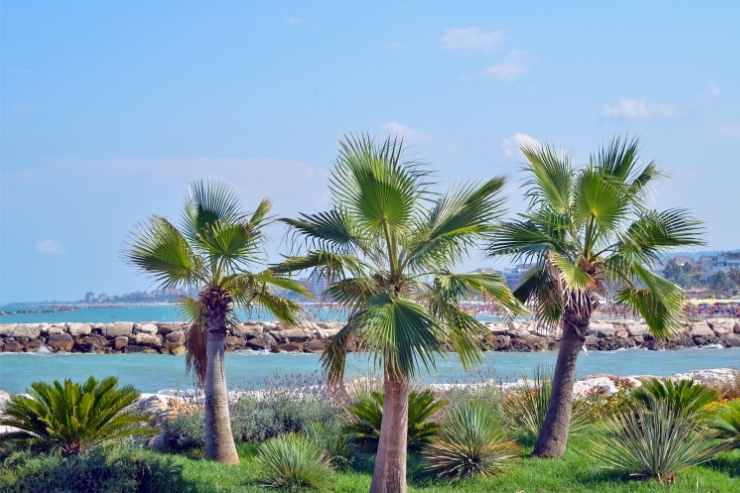 tratto di costa con palme a San Benedetto del Tronto