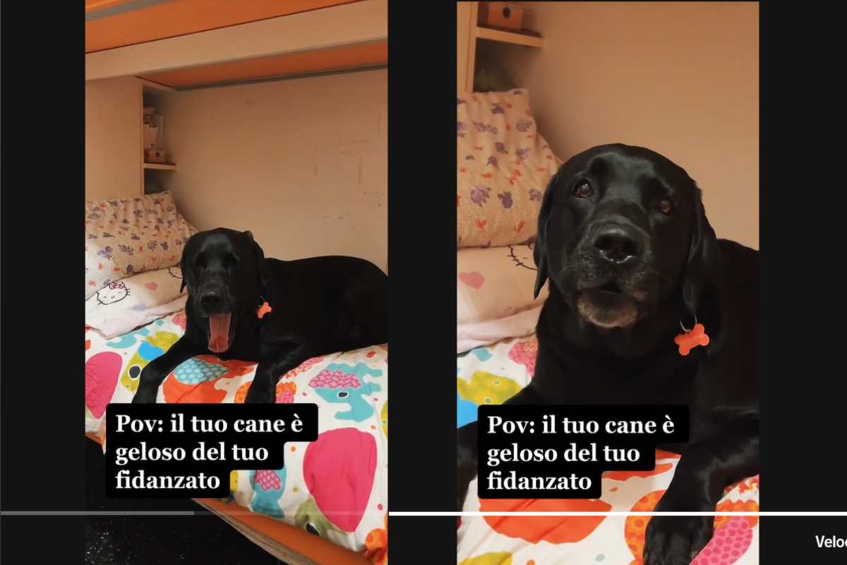 Il fidanzato la bacia ma il cane non è molto d'accordo: la reazione imperdibile | Video