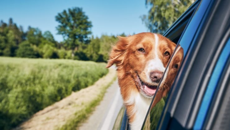 Cane in auto: regole e rischi 