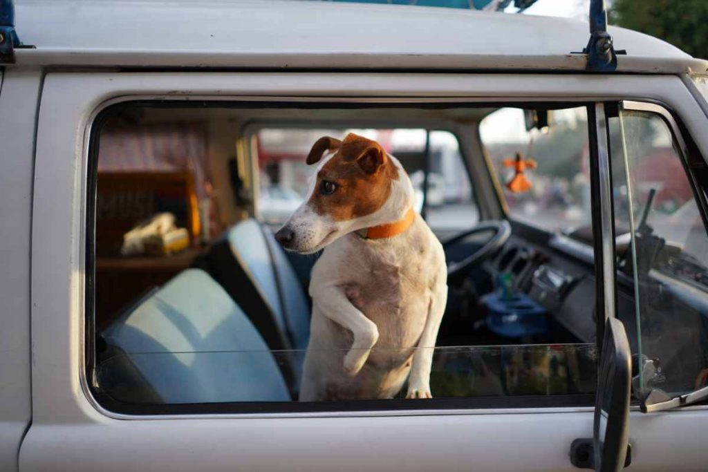Portare cane in auto: le regole