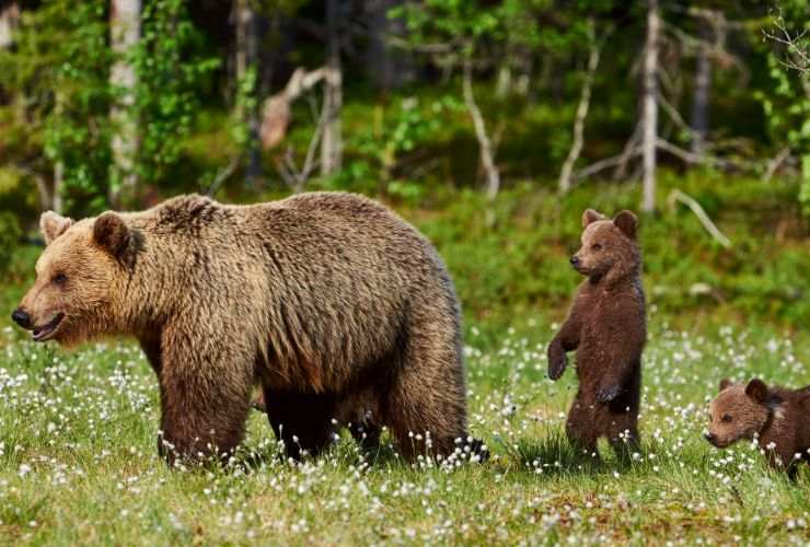 Orso cosa fare se lo incontri