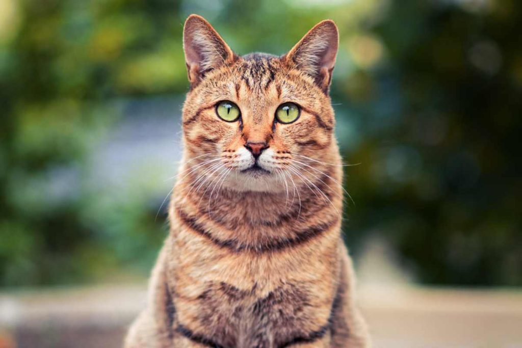 Un gatto con un coraggio da leone. da solo contro tutti