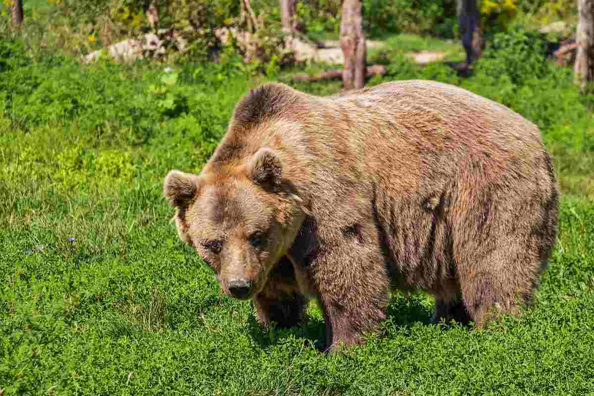 Orso bruno