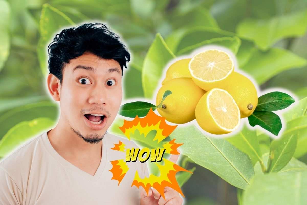 Come utilizzare le foglie di limone