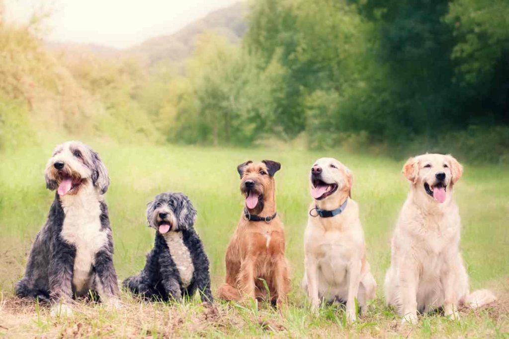 Cani: ecco perché sbagli a calcolare l'età