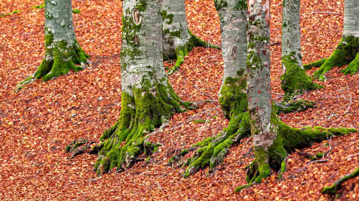 Forca D'Acero foliage