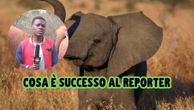 elefantino disturba giornalista