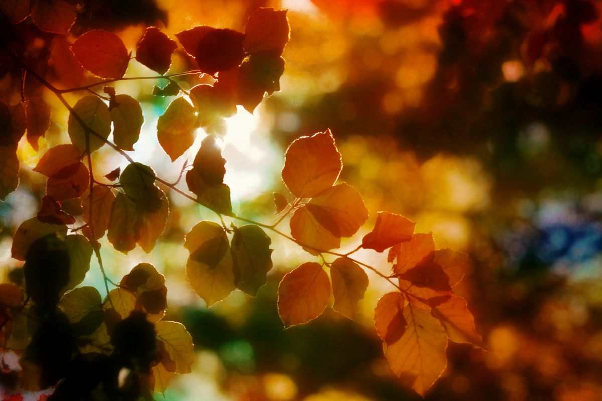 fenomeno del foliage in autunno