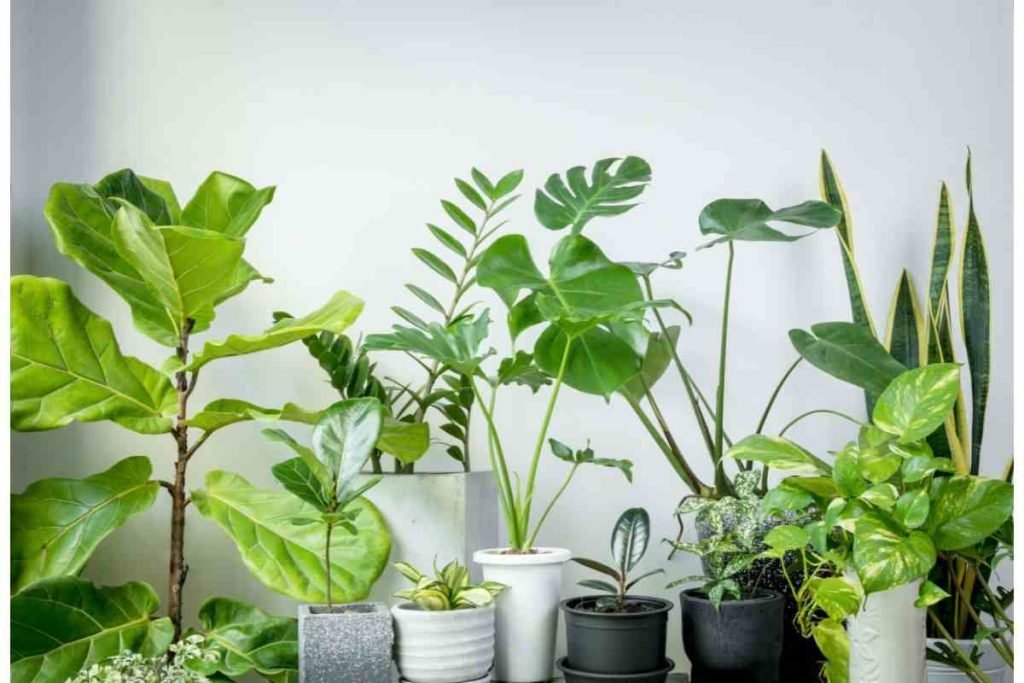 piante da appartamento belle e salutari