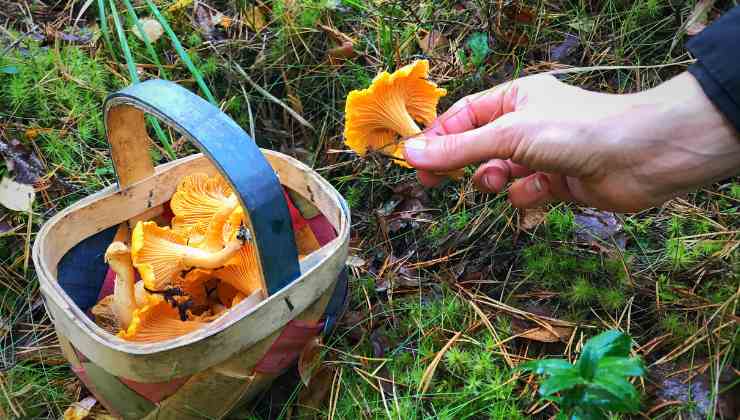 Raccogliere funghi: ecco come farlo secondo le norme 