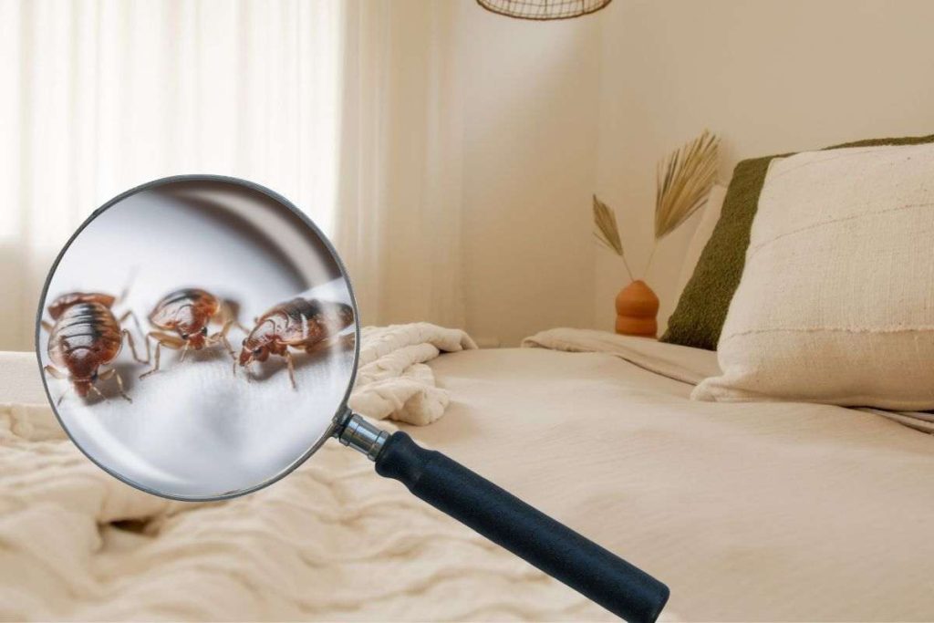 insetti nel letto
