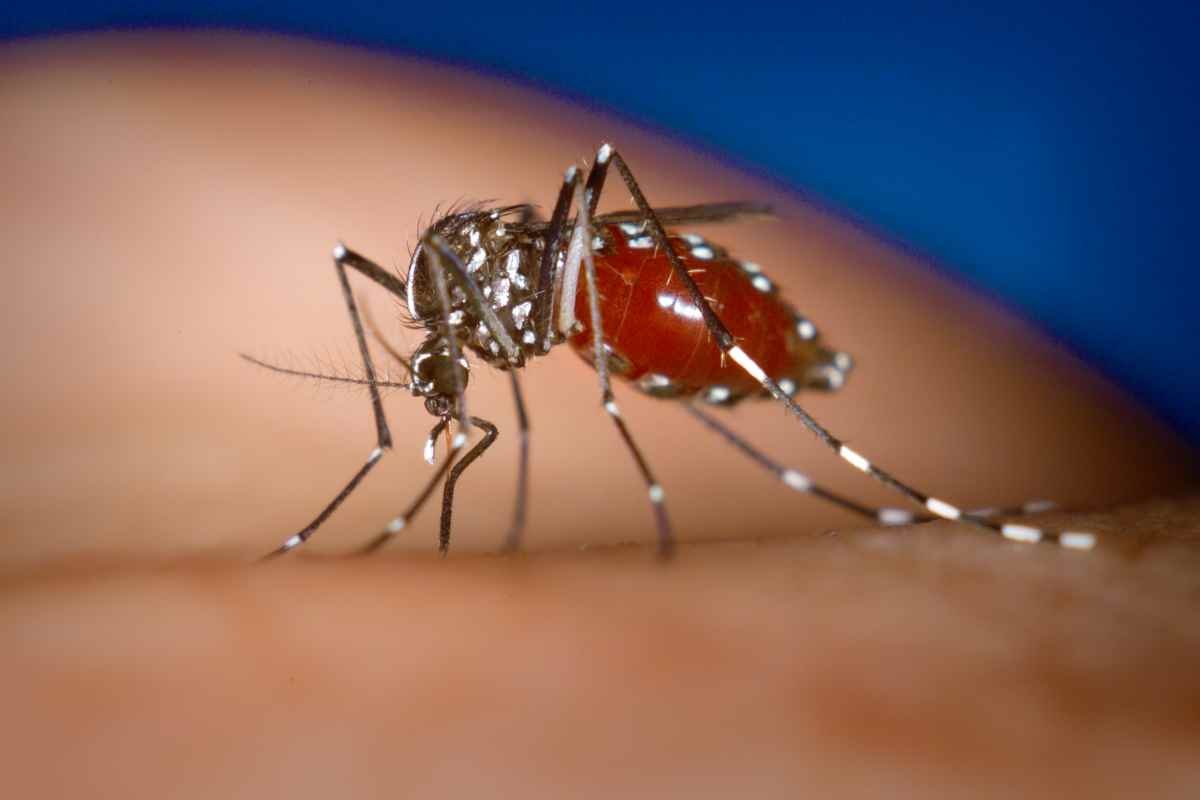 che cos'è virus dengue