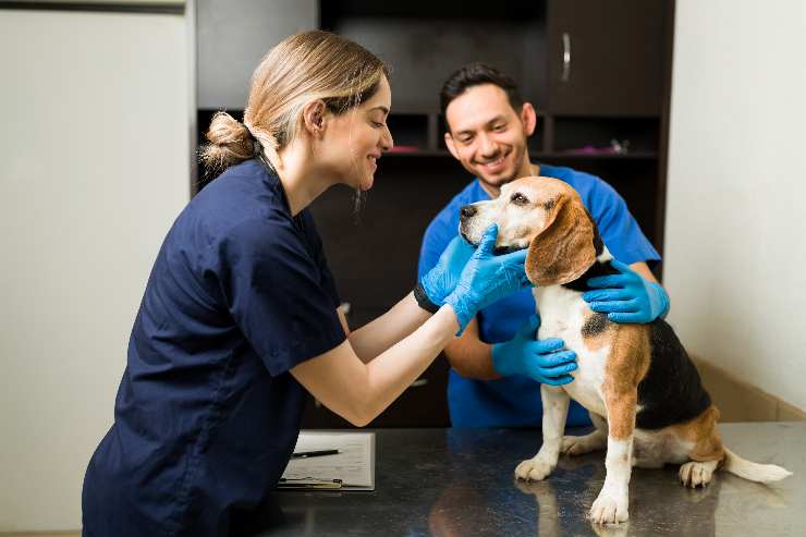 sostegno per le spese veterinarie