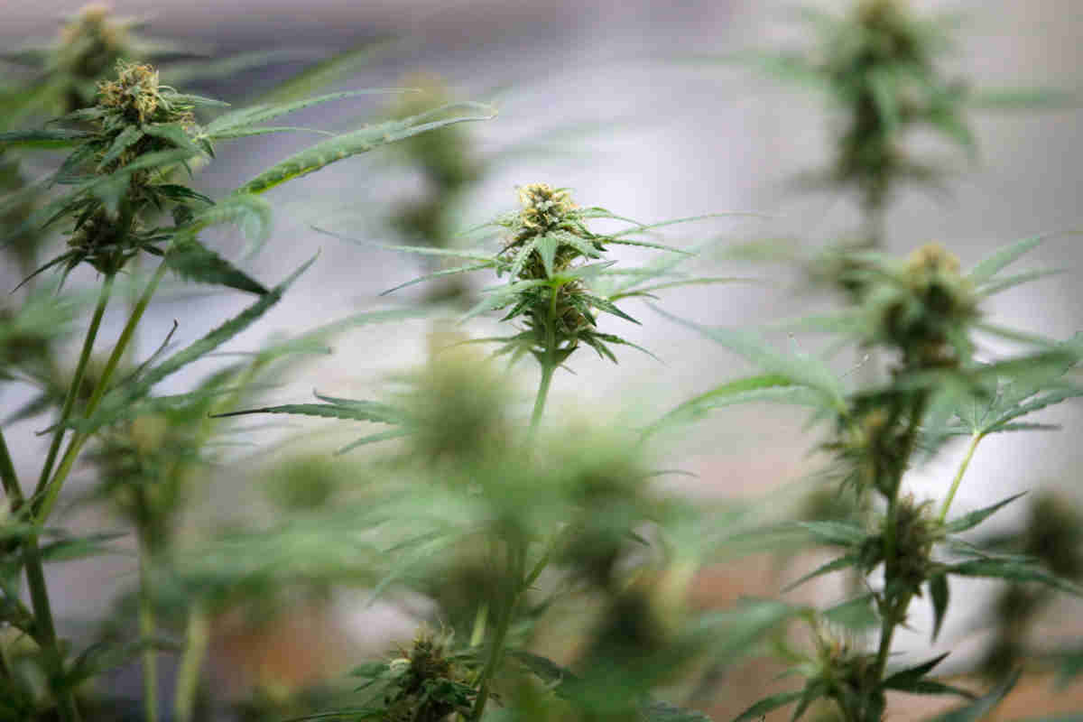 Marijuana coltivazione marche