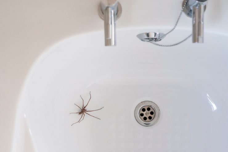 ragni in casa rimedi naturali