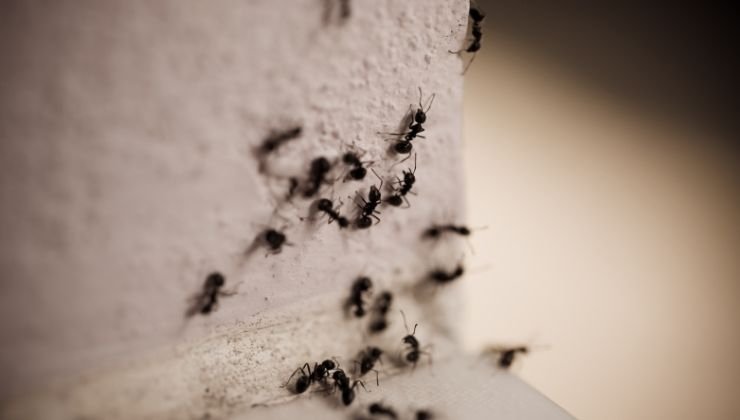 come liberarsi dalle formiche