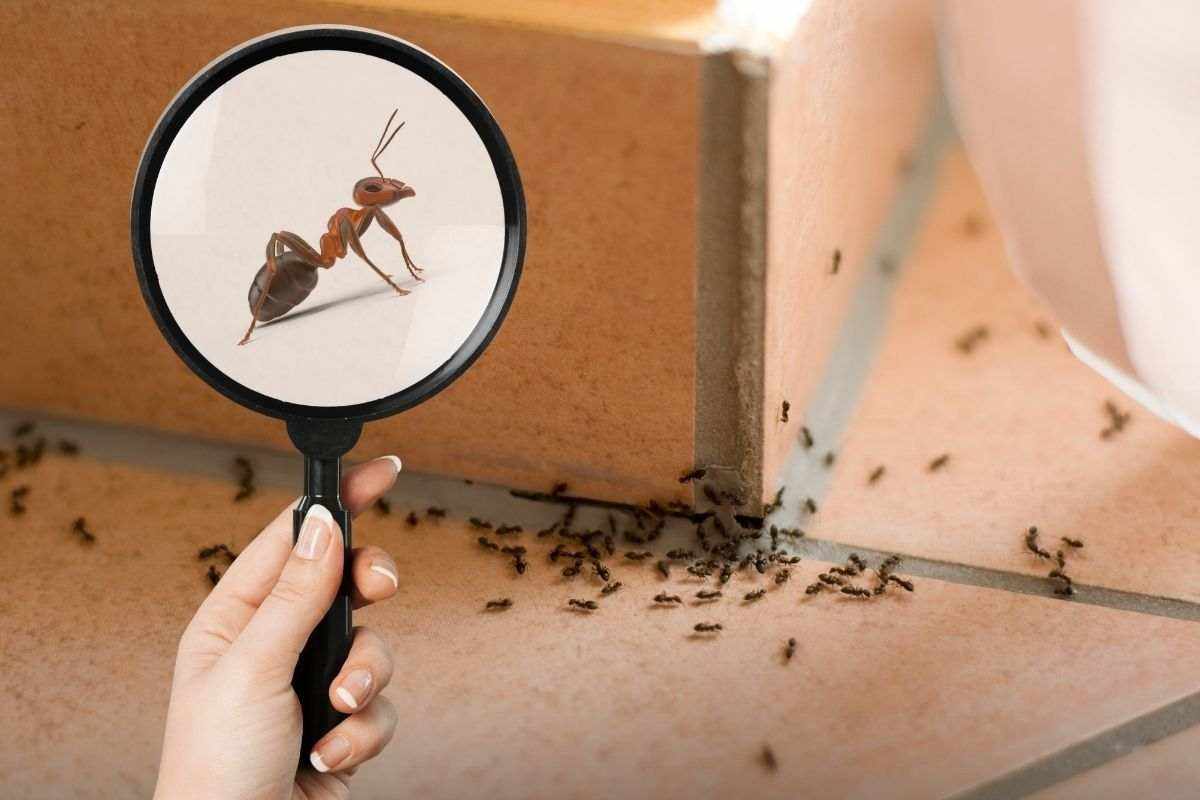dove si nascondono le formiche