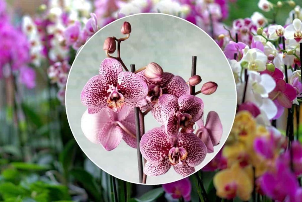 Il segreto per preservare la bellezza delle orchidee