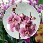 Il segreto per preservare la bellezza delle orchidee