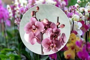 Il segreto per preservare la bellezza delle orchidee