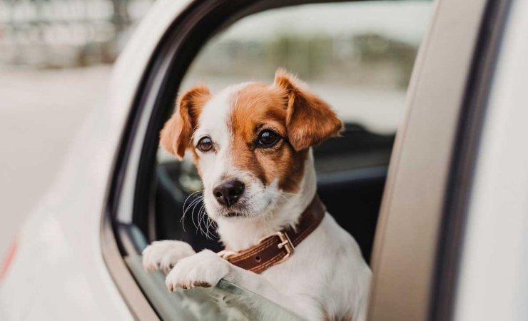 Cani in auto: le tre regole per eliminare lo stress