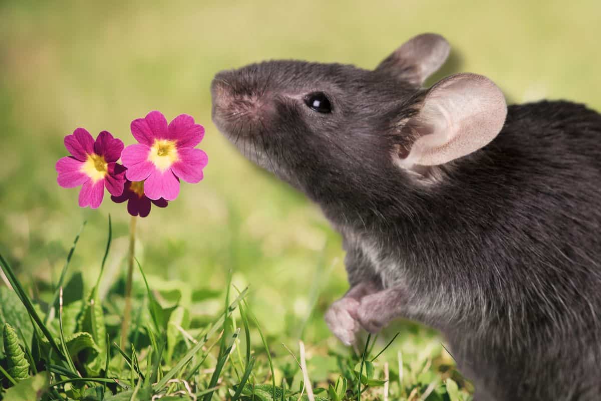 come tenere i topi lontani dal giardino