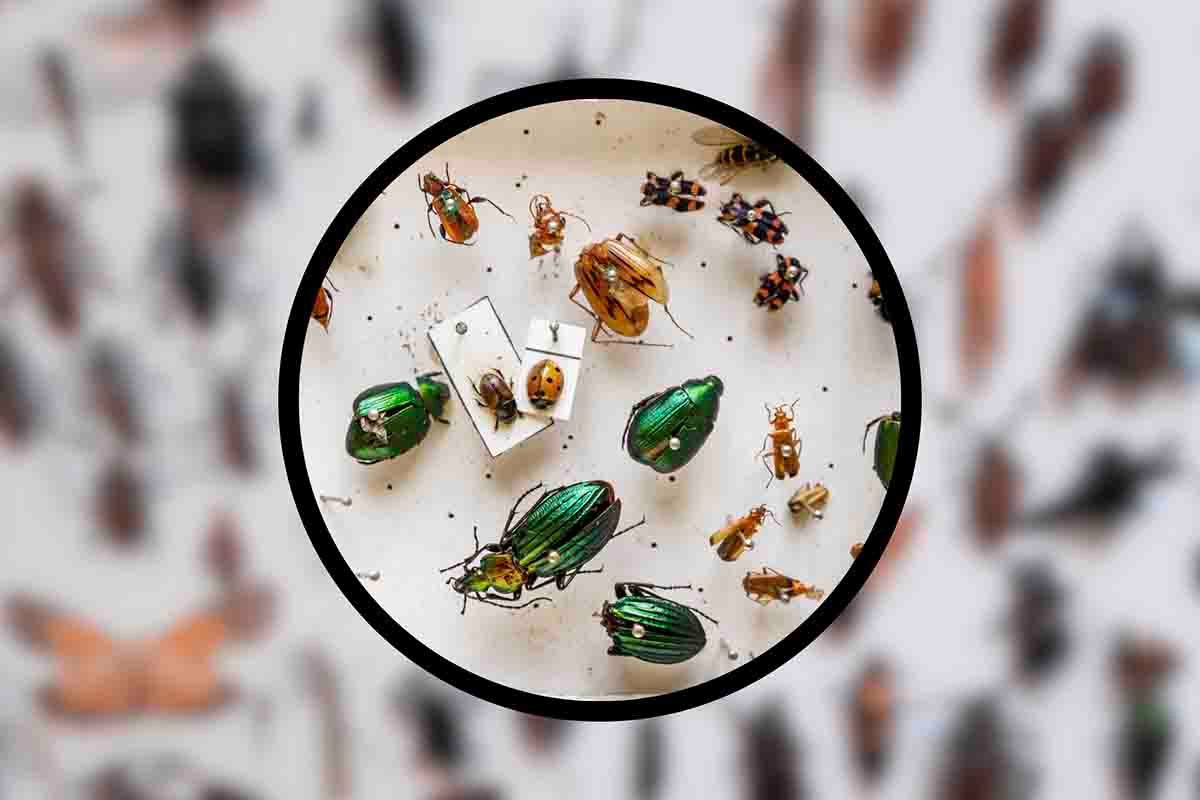 I rimedi naturali contro gli insetti in estate