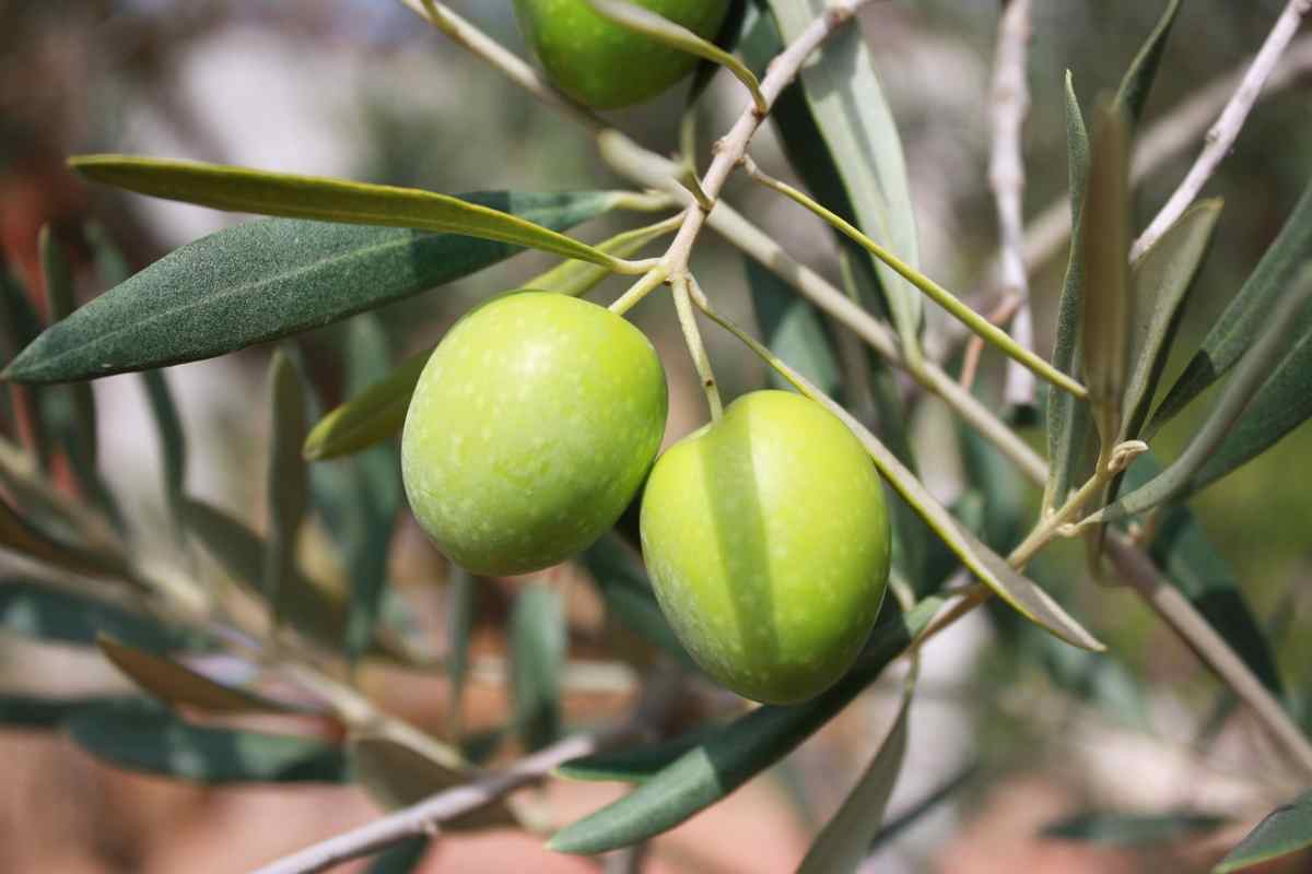 olive all'ascolana