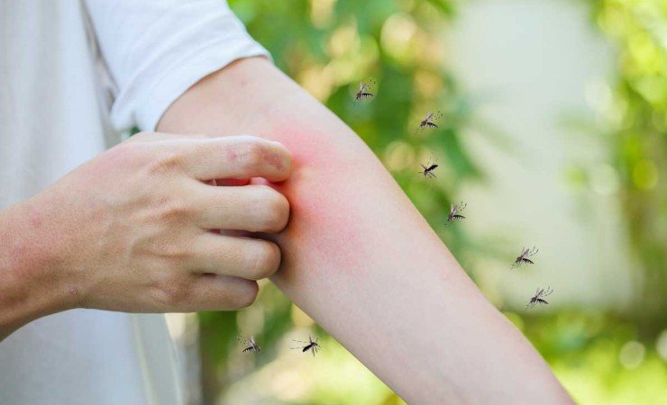 Addio a mosche zanzare con il metodo dei ristoranti