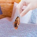 Il prodotto naturale per eliminare gli scarafaggi in casa