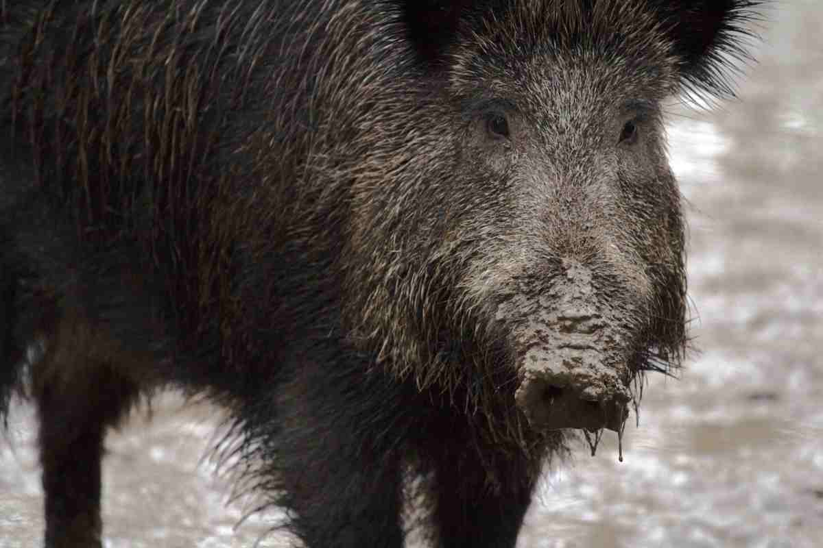 Un uomo investe un cinghiale