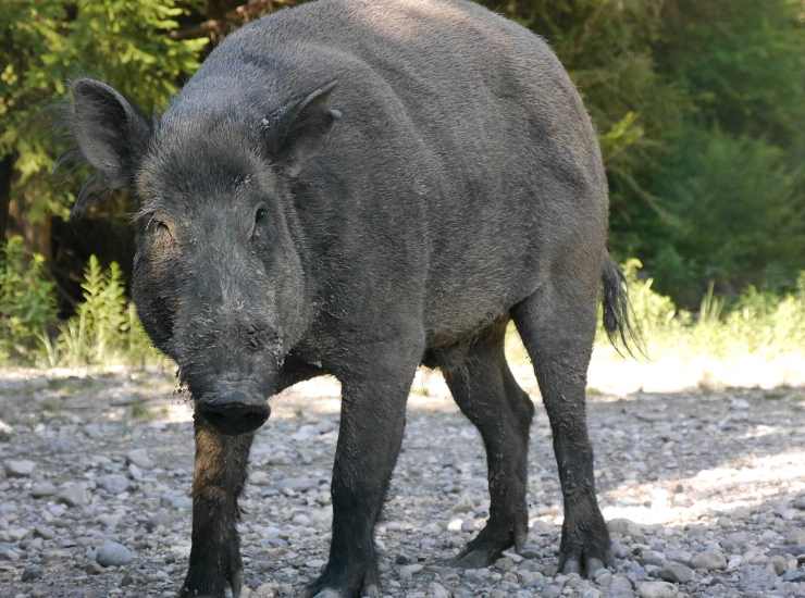 Cinghiale: è emergenza nelle Marche