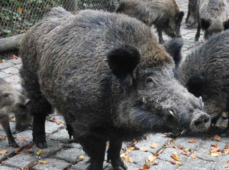 Cinghiale: è emergenza nelle Marche