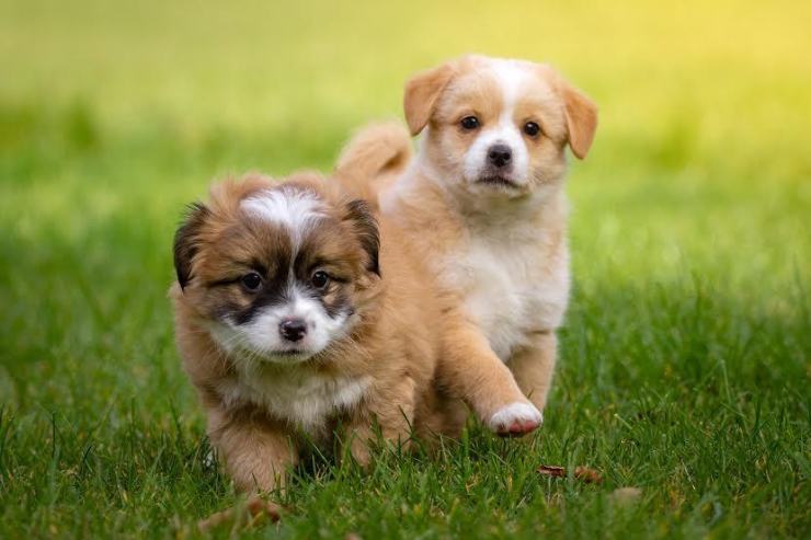 trappole per cani e gatti