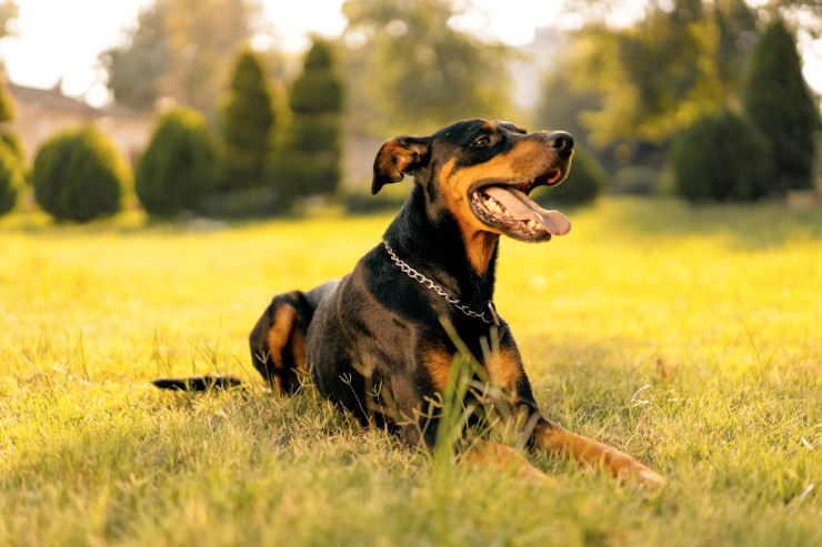 cane pinscher