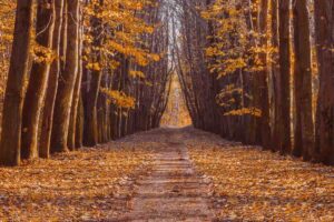 sentiero bosco autunno