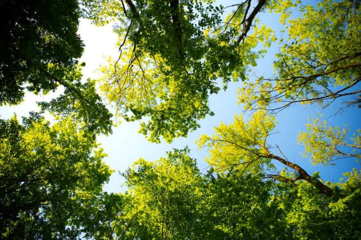 alberi verde pubblico