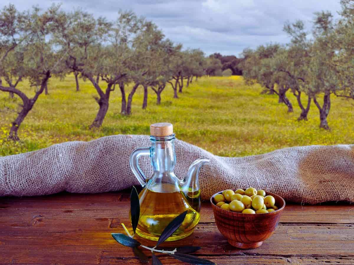 olio d'oliva oliveto