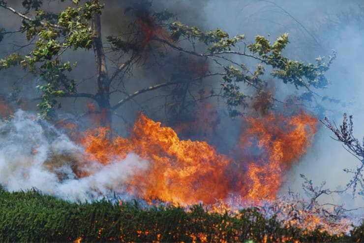 incendio alberi collina