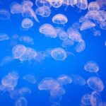 meduse