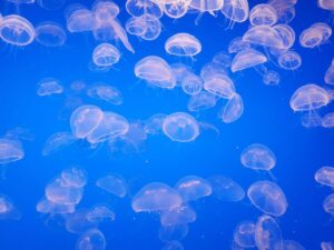 meduse