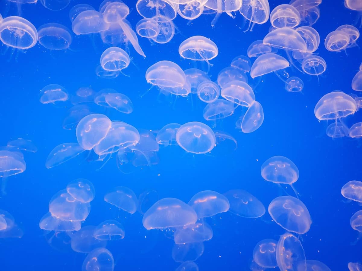 meduse