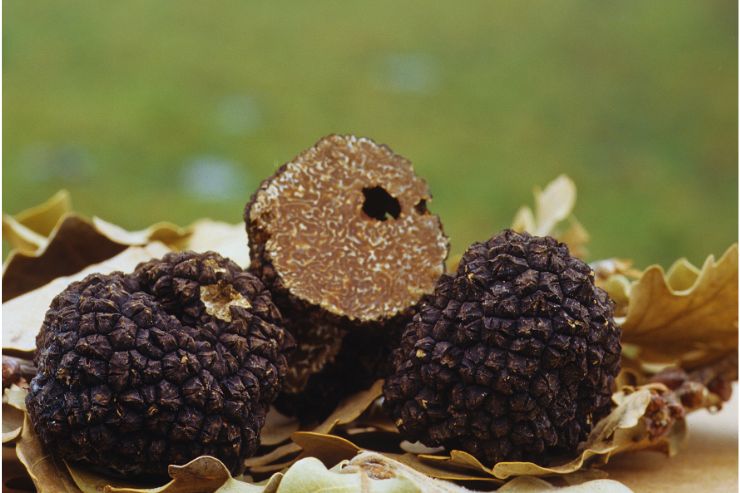 tartufi neri