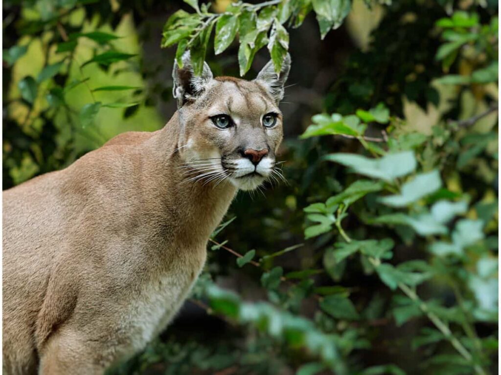 puma