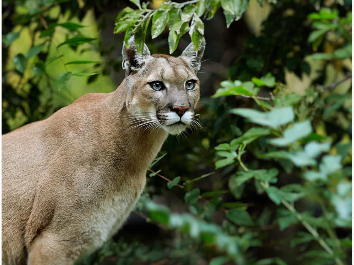 puma
