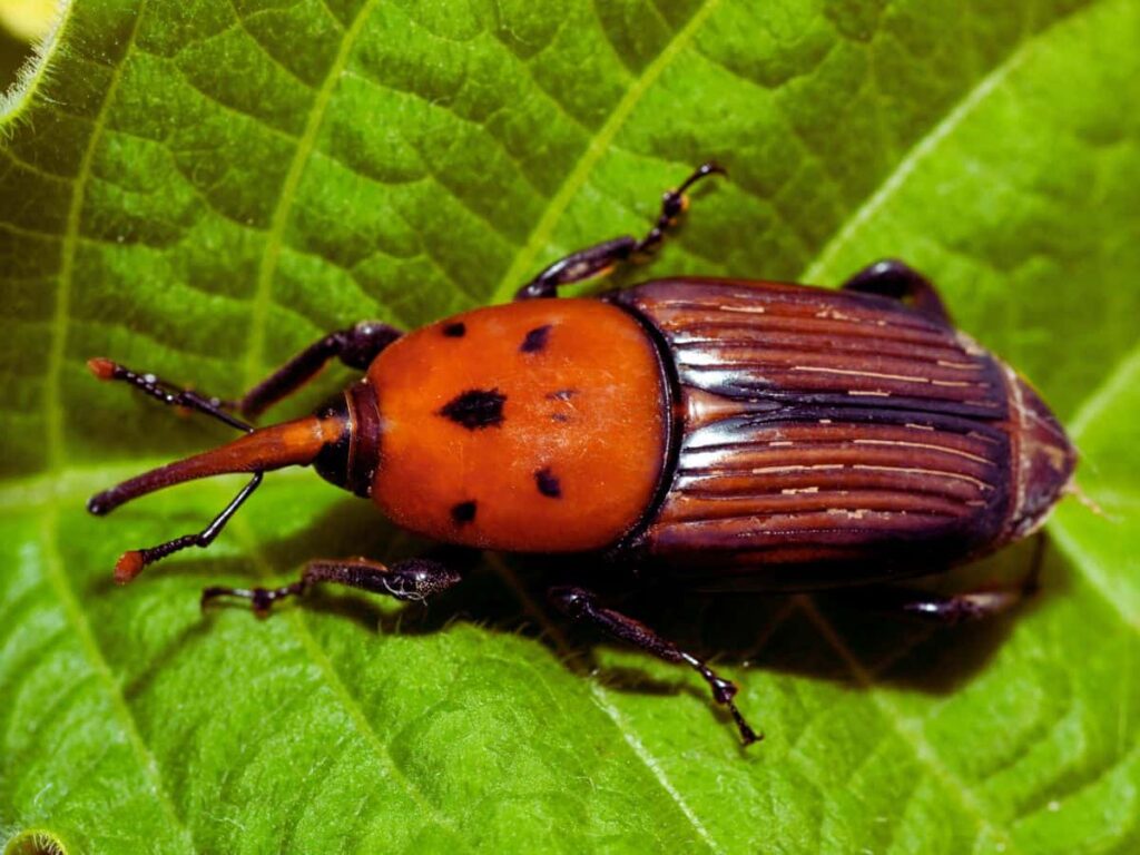 punteruolo rosso palma