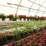 vivaio fiori