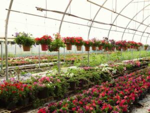 vivaio fiori