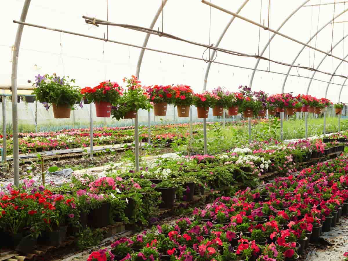 vivaio fiori